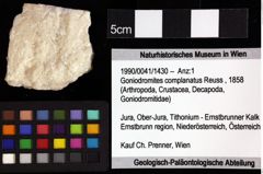 Foto (Objket + Etiketten) von Cracensigillatus acutirostris (Moericke, 1889) 